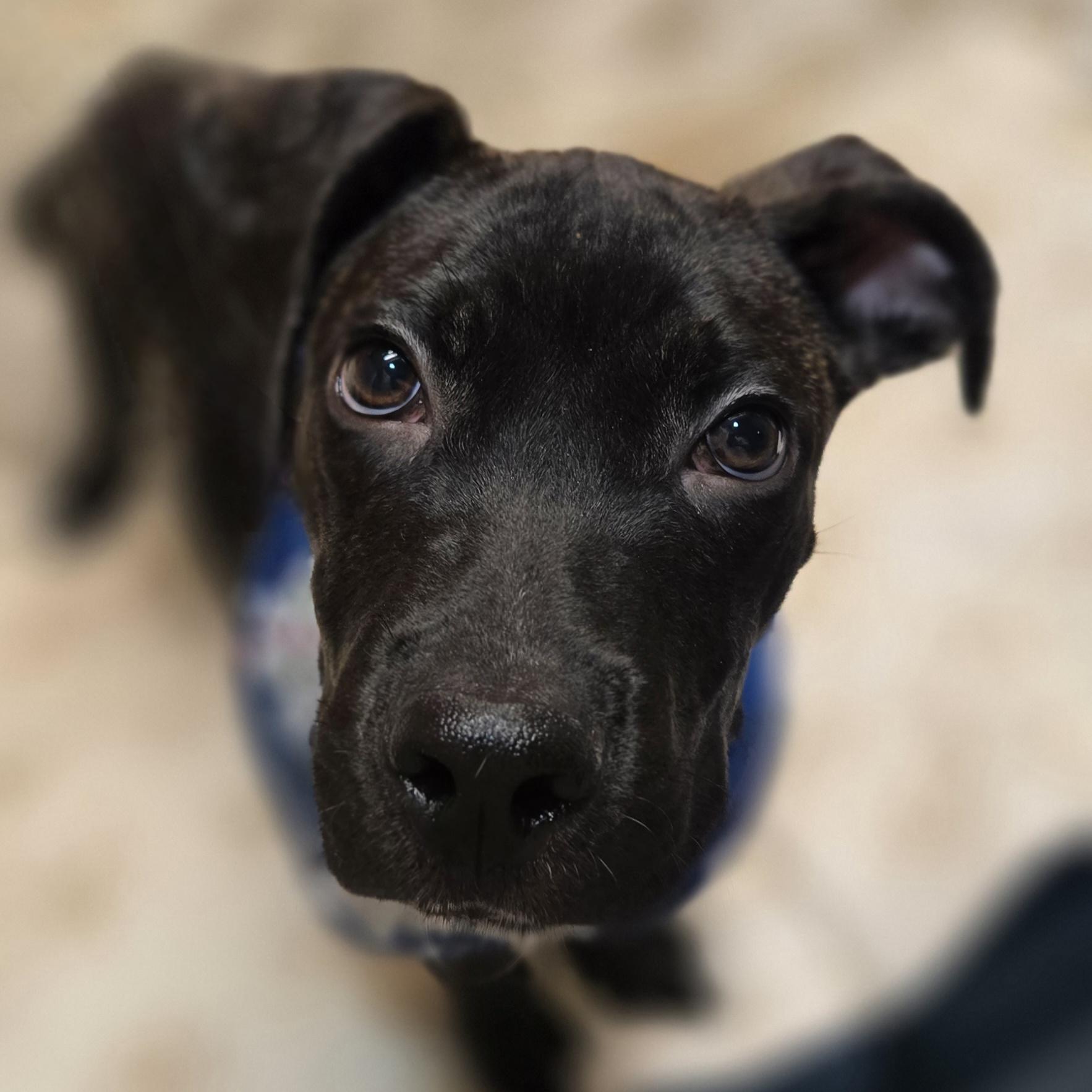 Enlarge Mr. Pibb, a ADOPTABLE mixed breed in Normal, IL image 4/6