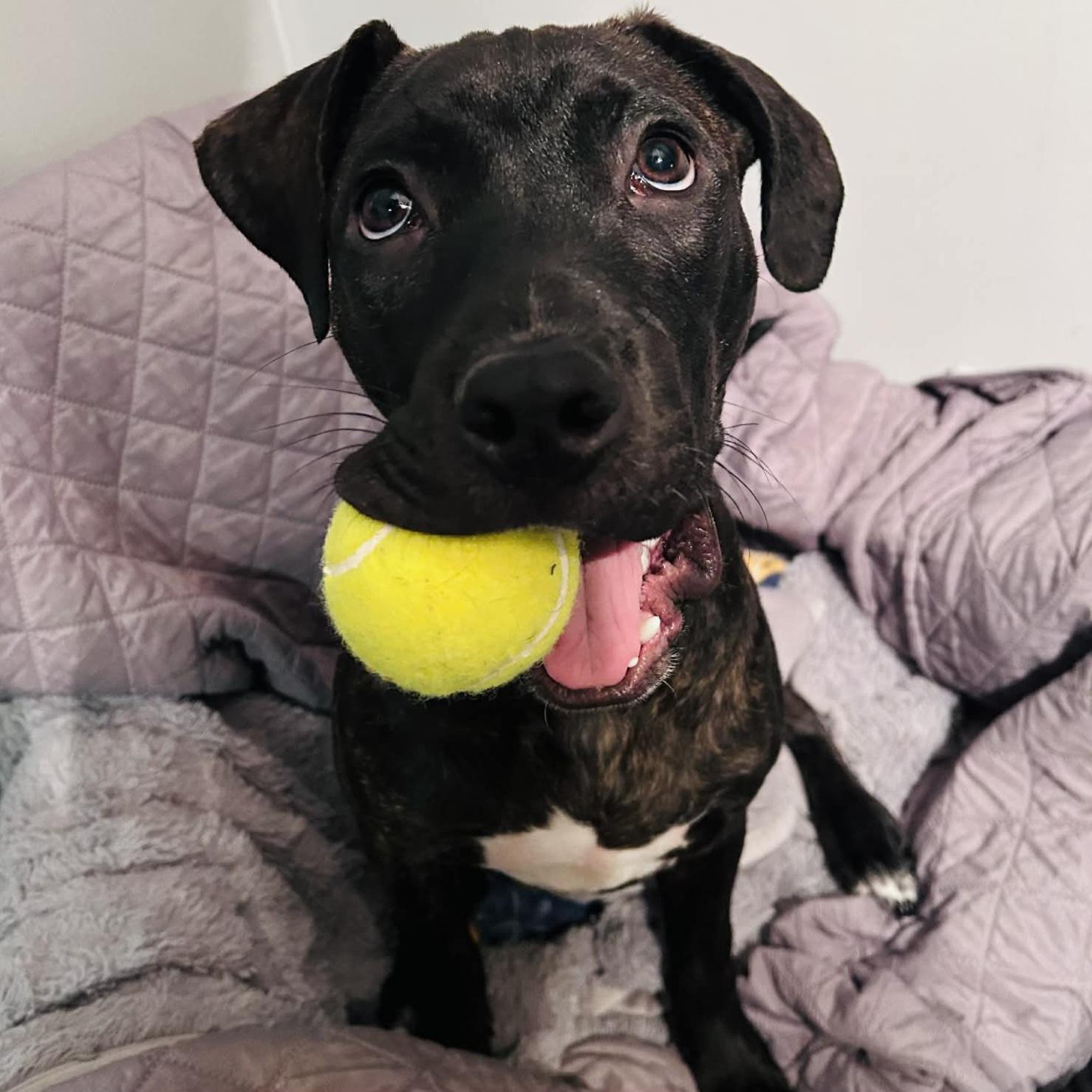 Enlarge Mr. Pibb, a ADOPTABLE mixed breed in Normal, IL image 3/6