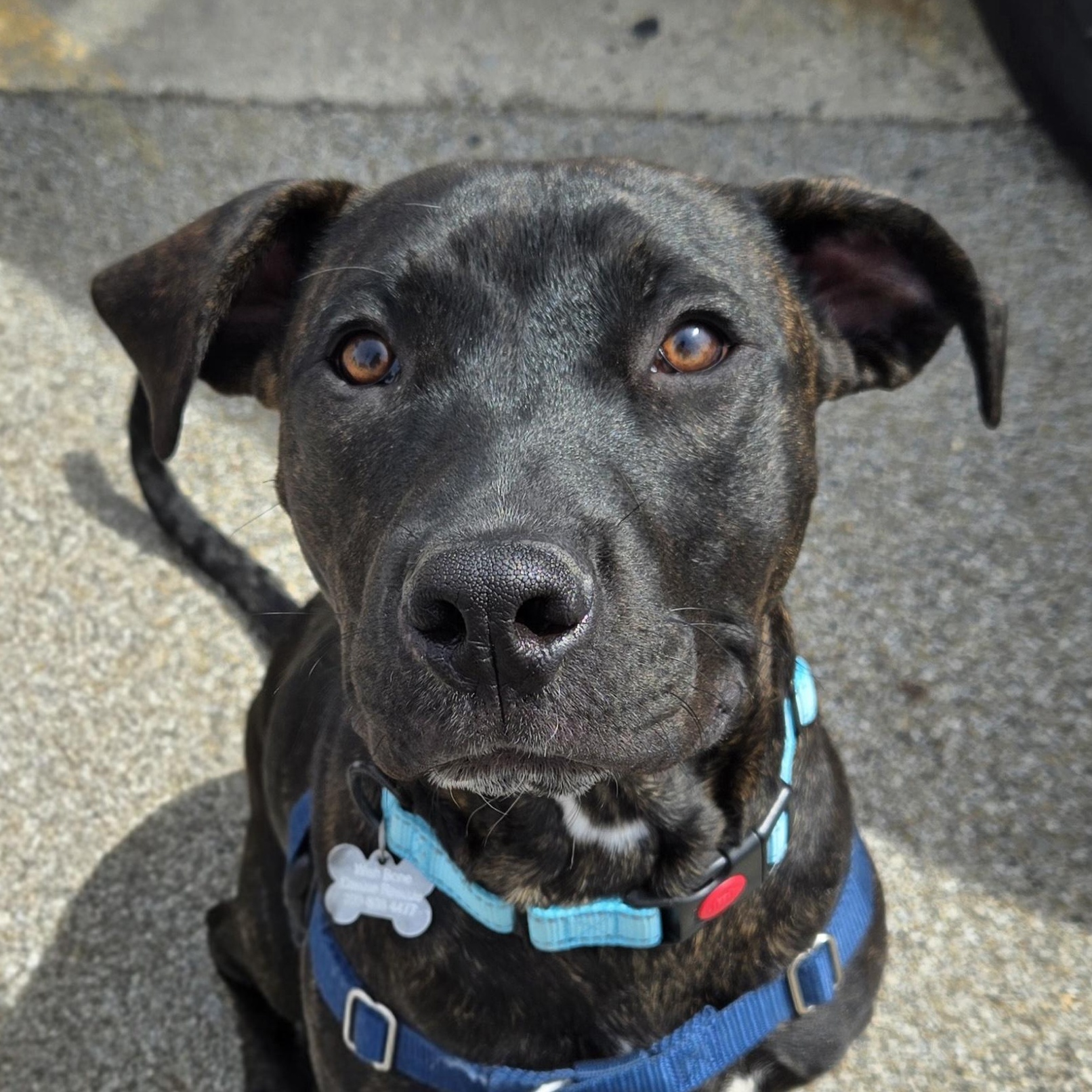 Enlarge Mr. Pibb, a ADOPTABLE mixed breed in Normal, IL image 1/6