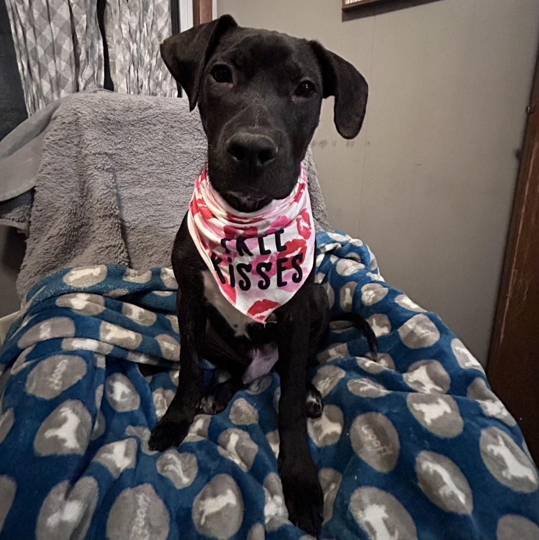 Enlarge Mr. Pibb, a ADOPTABLE mixed breed in Normal, IL image 6/6