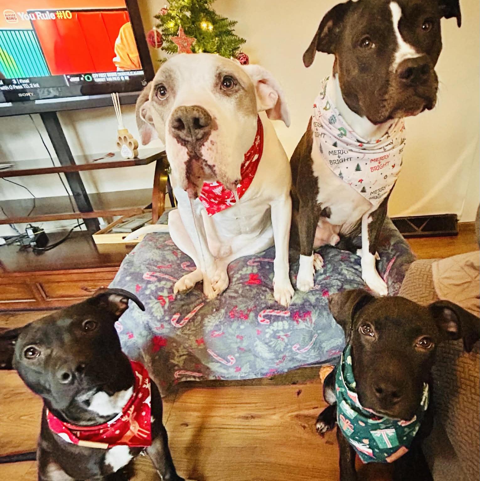 Enlarge Mr. Pibb, a ADOPTABLE mixed breed in Normal, IL image 5/6