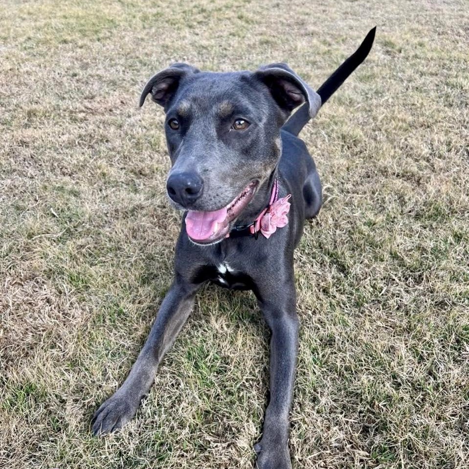 Enlarge GEORGIE, an adoptable mixed breed in Madisonville, LA image 2/6