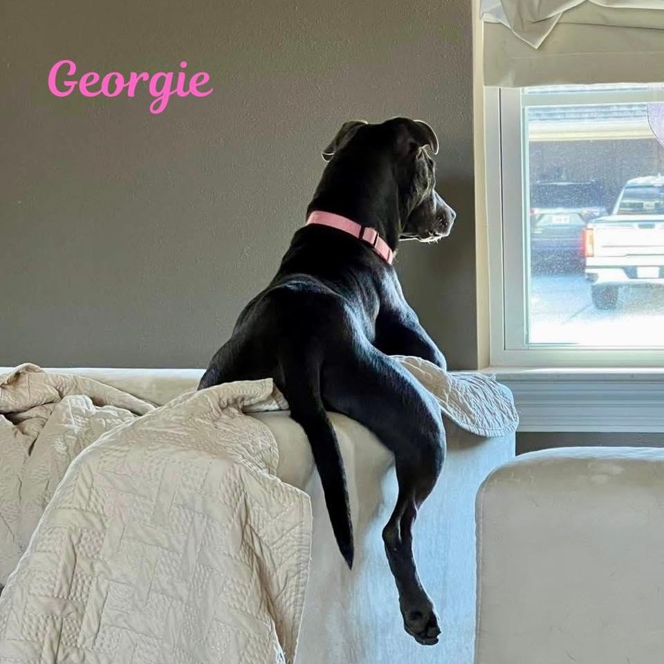 Enlarge GEORGIE, an adoptable mixed breed in Madisonville, LA image 4/6