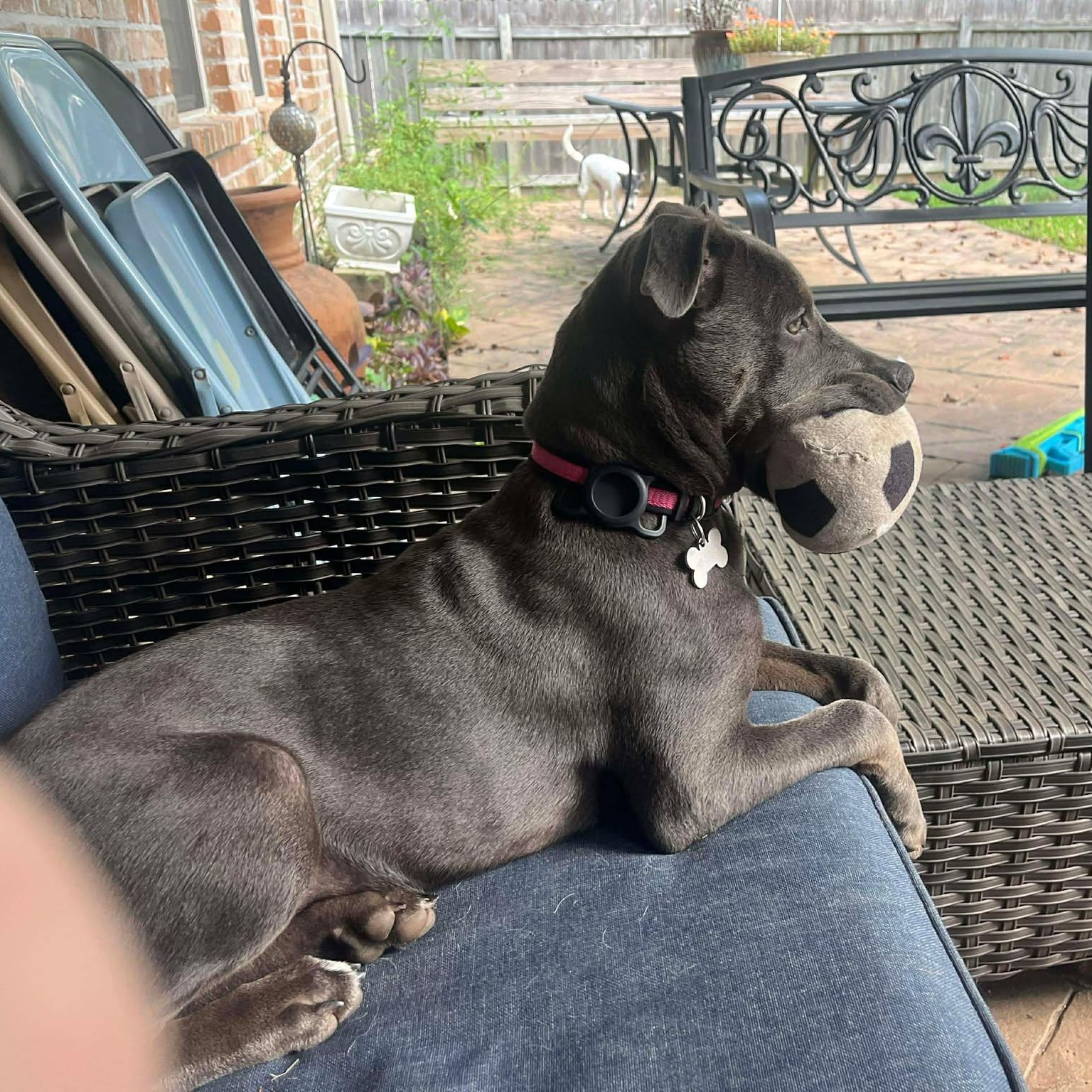 GEORGIE, an adoptable mixed breed in Madisonville, LA image 1/3