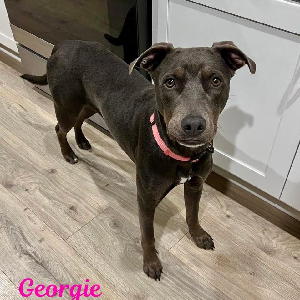 Enlarge GEORGIE, an adoptable mixed breed in Madisonville, LA image 3/6