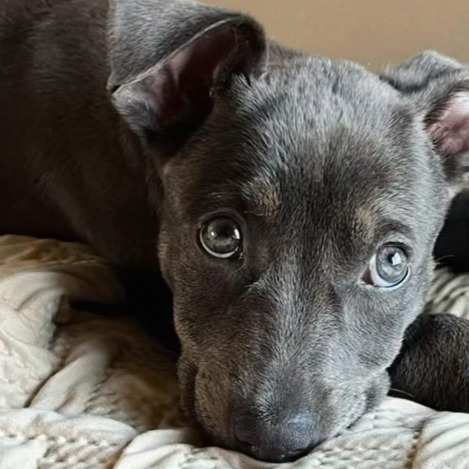 GEORGIE, an adoptable mixed breed in Madisonville, LA image 2/3