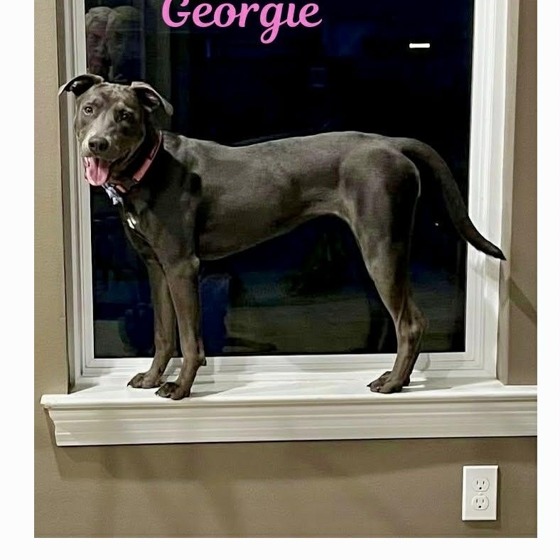 Enlarge GEORGIE, an adoptable mixed breed in Madisonville, LA image 6/6