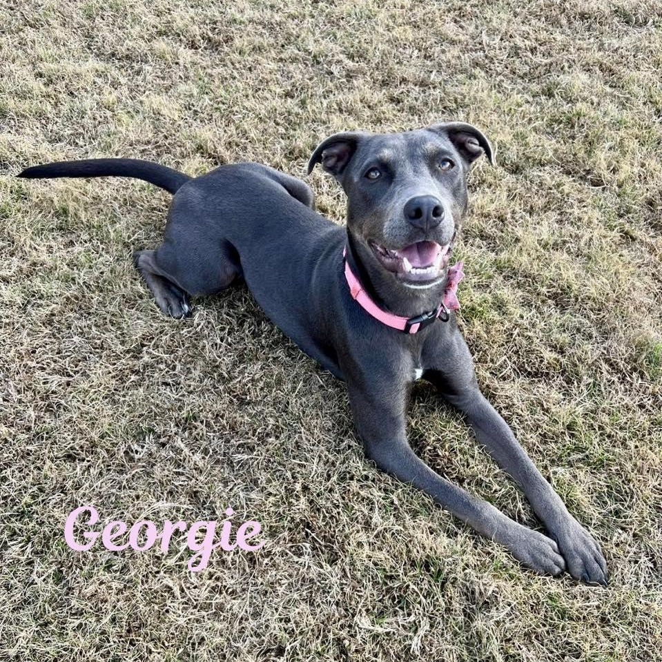 Enlarge GEORGIE, an adoptable mixed breed in Madisonville, LA image 5/6