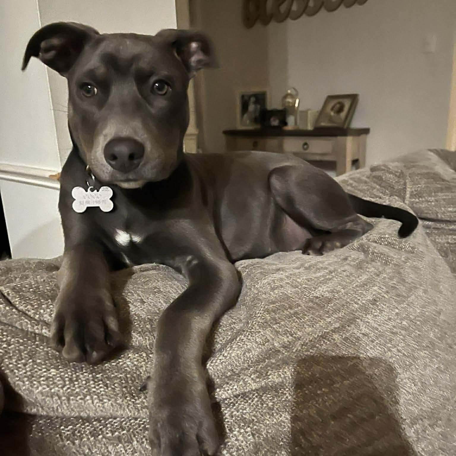 GEORGIE, an adoptable mixed breed in Madisonville, LA image 3/3