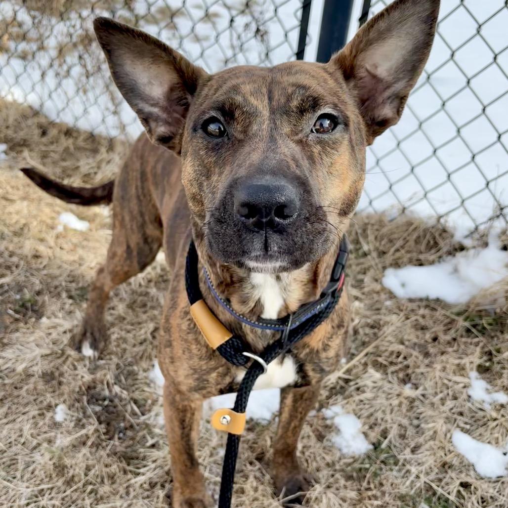 Tanka Jahari, Adoptable, Young Female Mixed Breed.