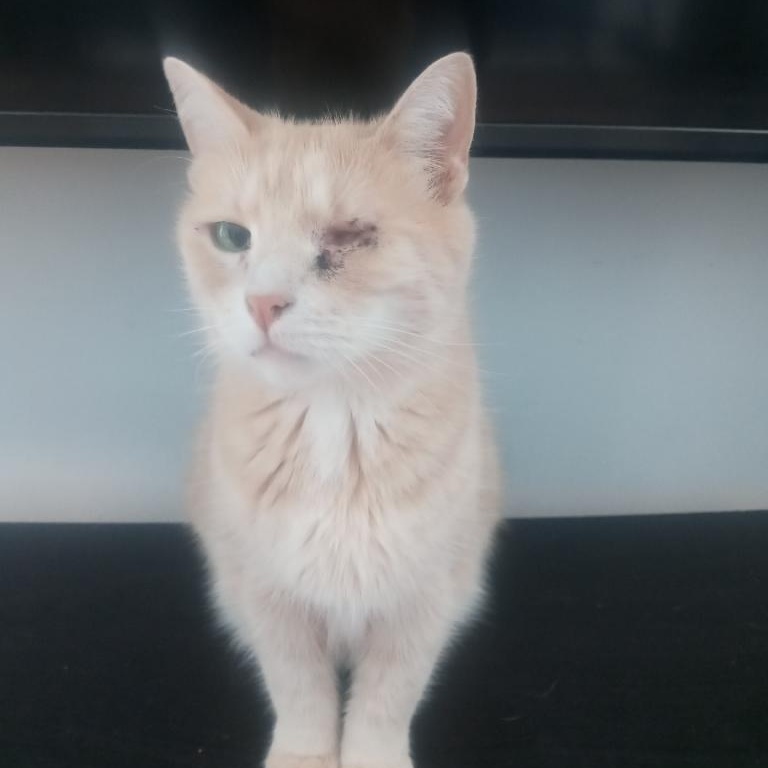 Enlarge Chester, a ADOPTABLE Domestic Short Hair in Bourne, MA image 1/2