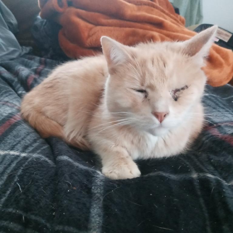 Enlarge Chester, a ADOPTABLE Domestic Short Hair in Bourne, MA image 2/2