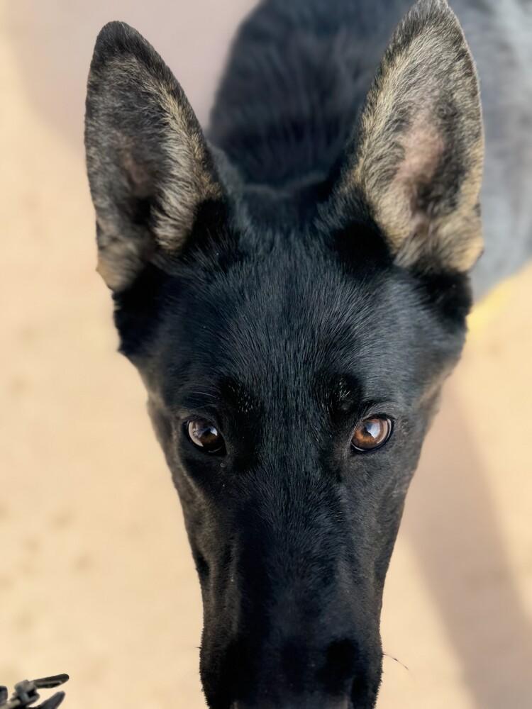 Leila, Adoptable, Young Female German Shepherd Dog.