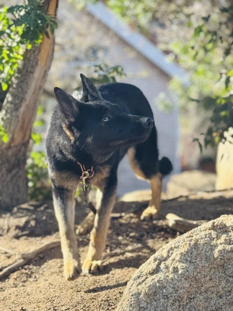 Enlarge Leila, a Adoptable German Shepherd Dog in los angeles, CA image 2/4