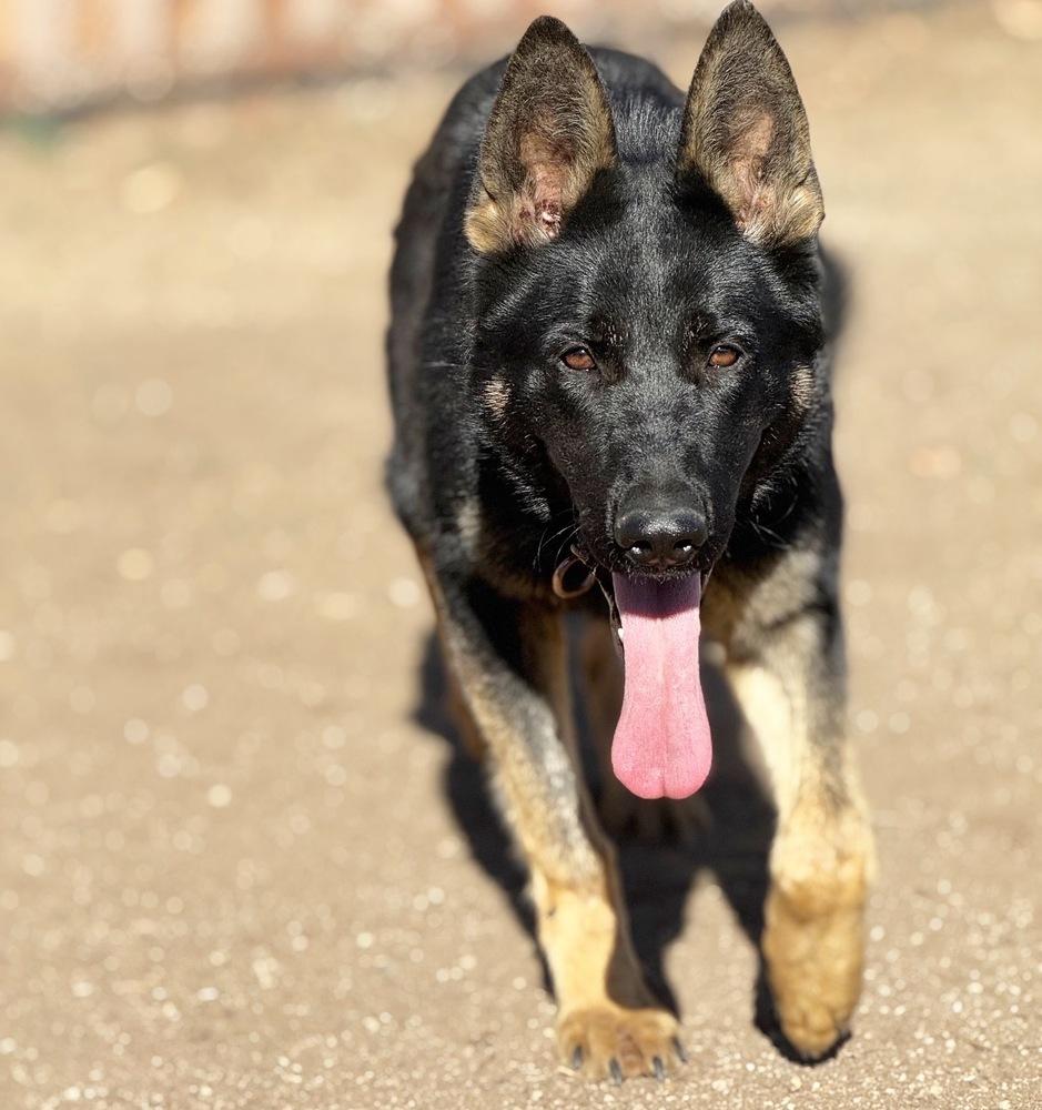 Enlarge Leila, a Adoptable German Shepherd Dog in los angeles, CA image 3/4