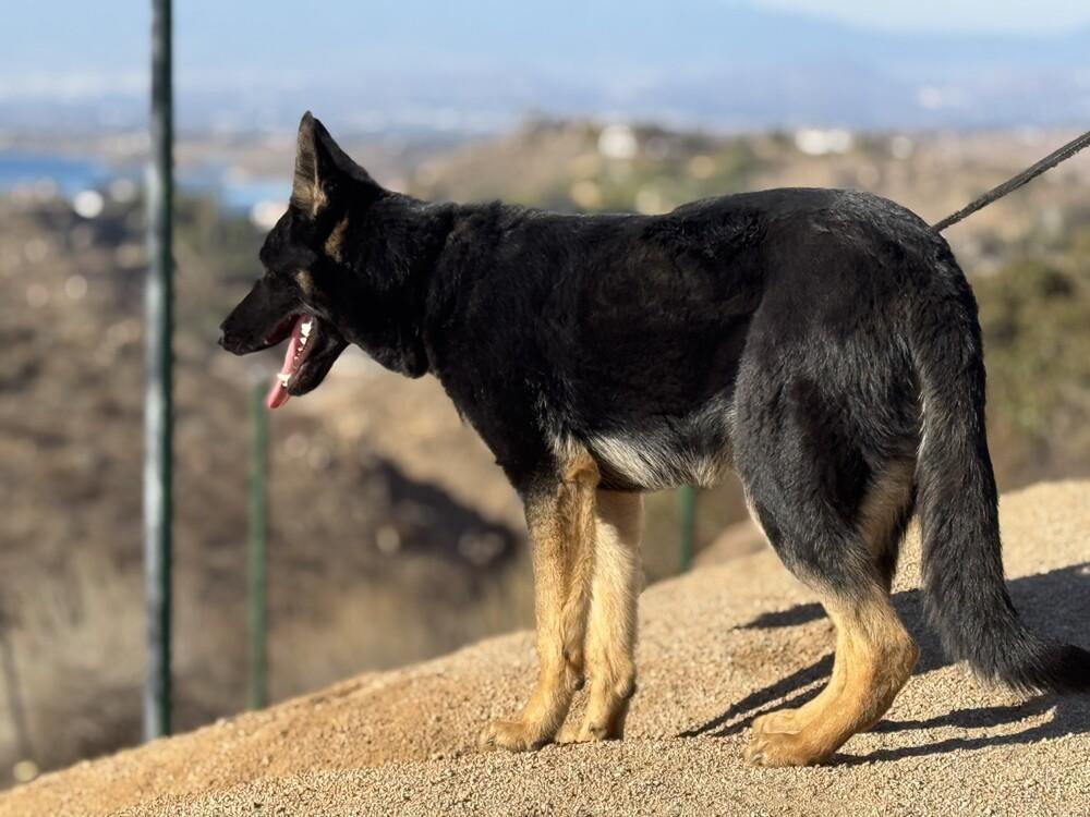 Enlarge Leila, a Adoptable German Shepherd Dog in los angeles, CA image 4/4