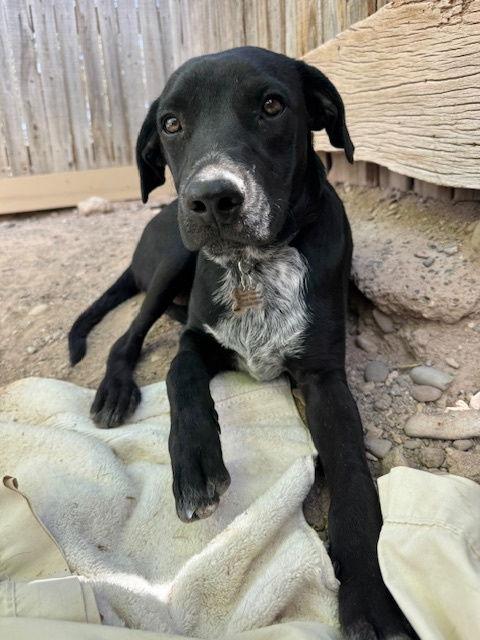 Ralphie, Adoptable, Young Male Australian Cattle Dog / Blue Heeler & Rottweiler.