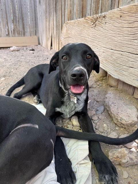 Ralphie, a Adoptable mixed breed in Williamsburg, NM image 2/3
