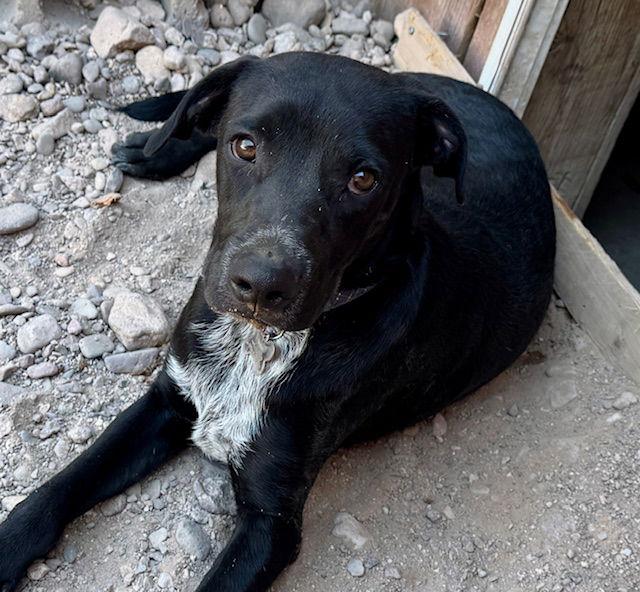 Ralphie, a Adoptable mixed breed in Williamsburg, NM image 3/3