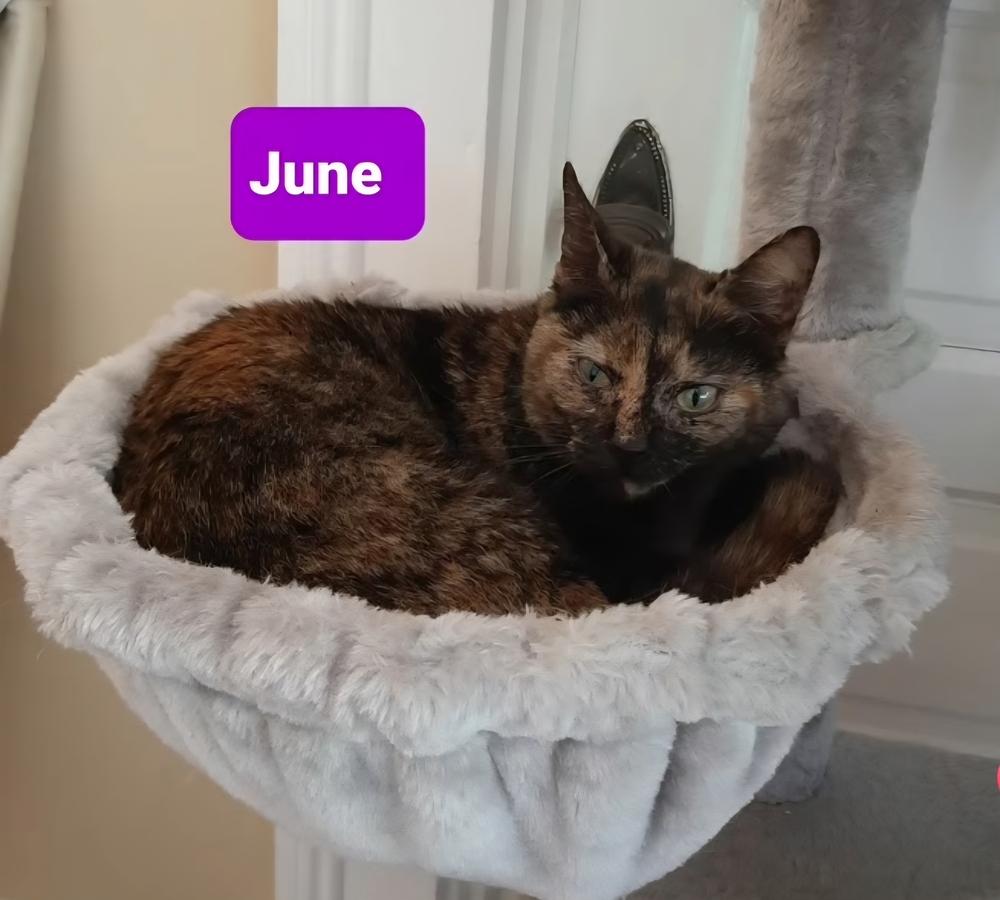 June, Adoptable, Young Female Domestic Short Hair.