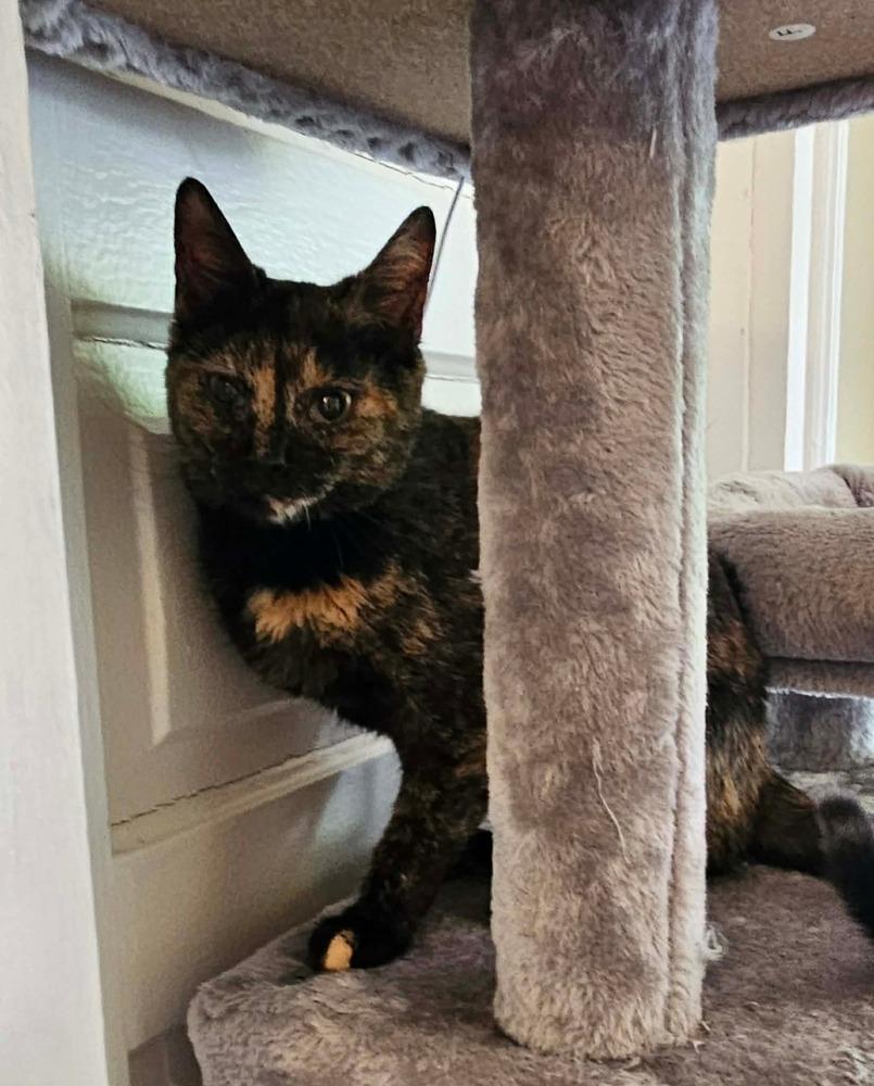 June, a Adoptable Domestic Short Hair in Wilson, NC image 2/3