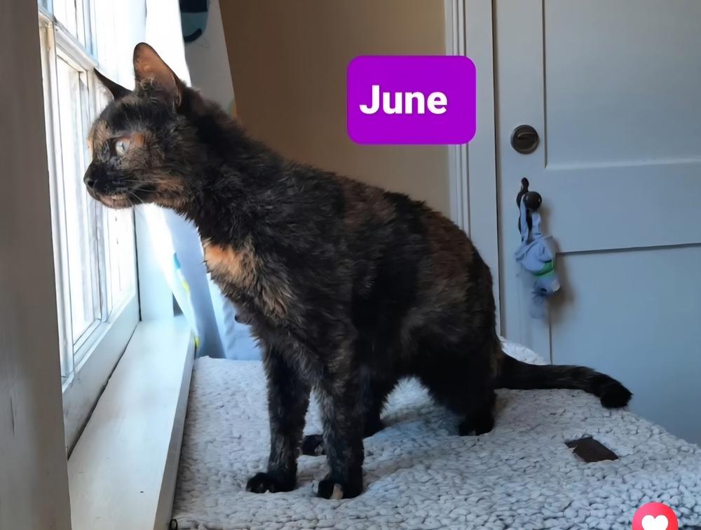 June, a Adoptable Domestic Short Hair in Wilson, NC image 3/3