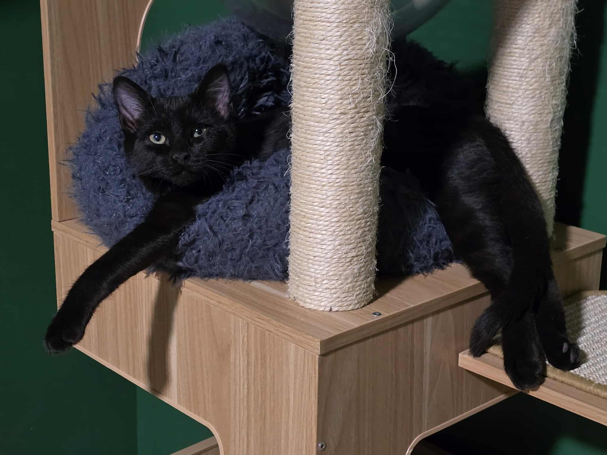 Ash, a Adoptable Domestic Short Hair in West Richland, WA image 4/5