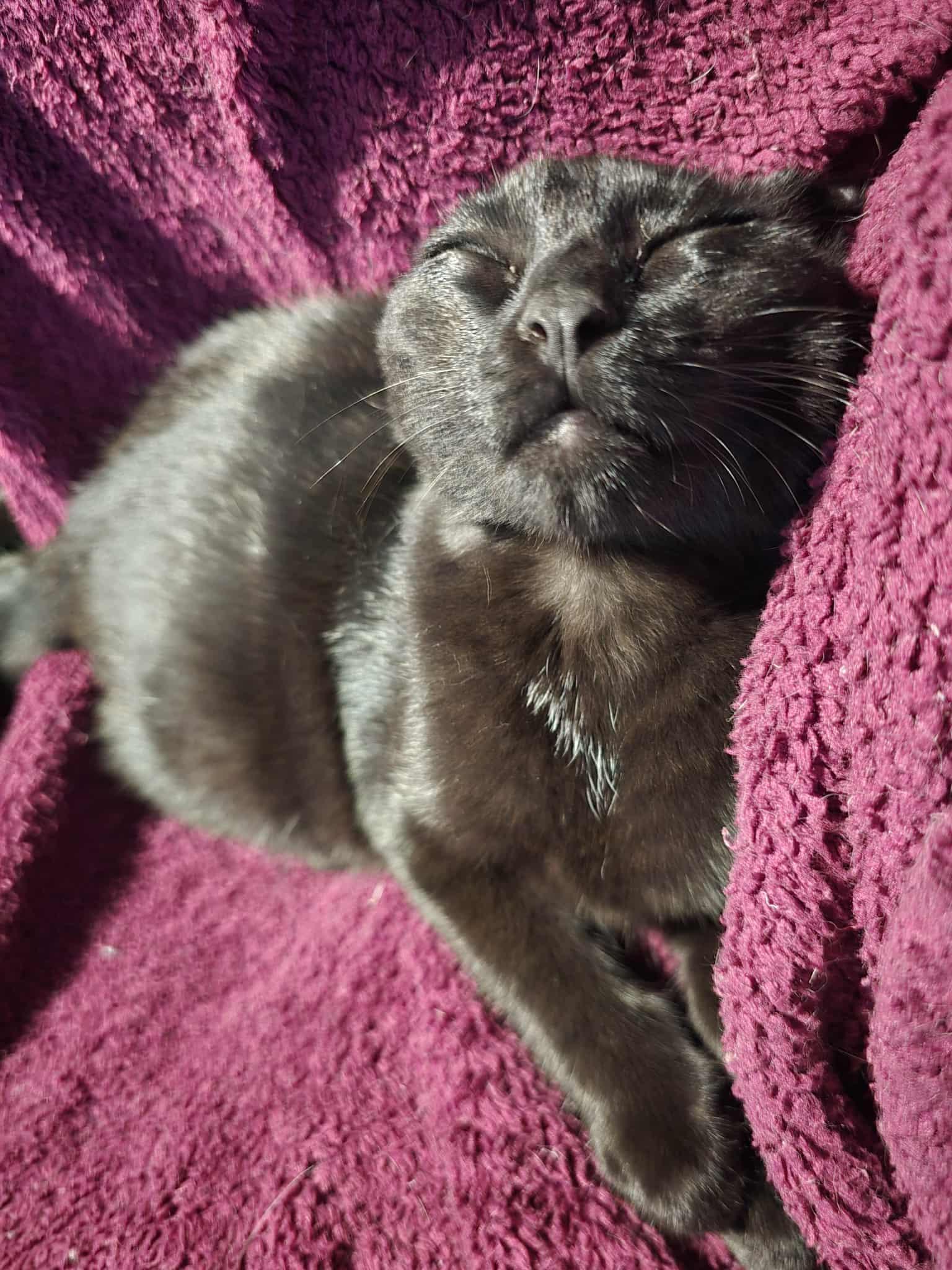 Ash, a Adoptable Domestic Short Hair in West Richland, WA image 5/5