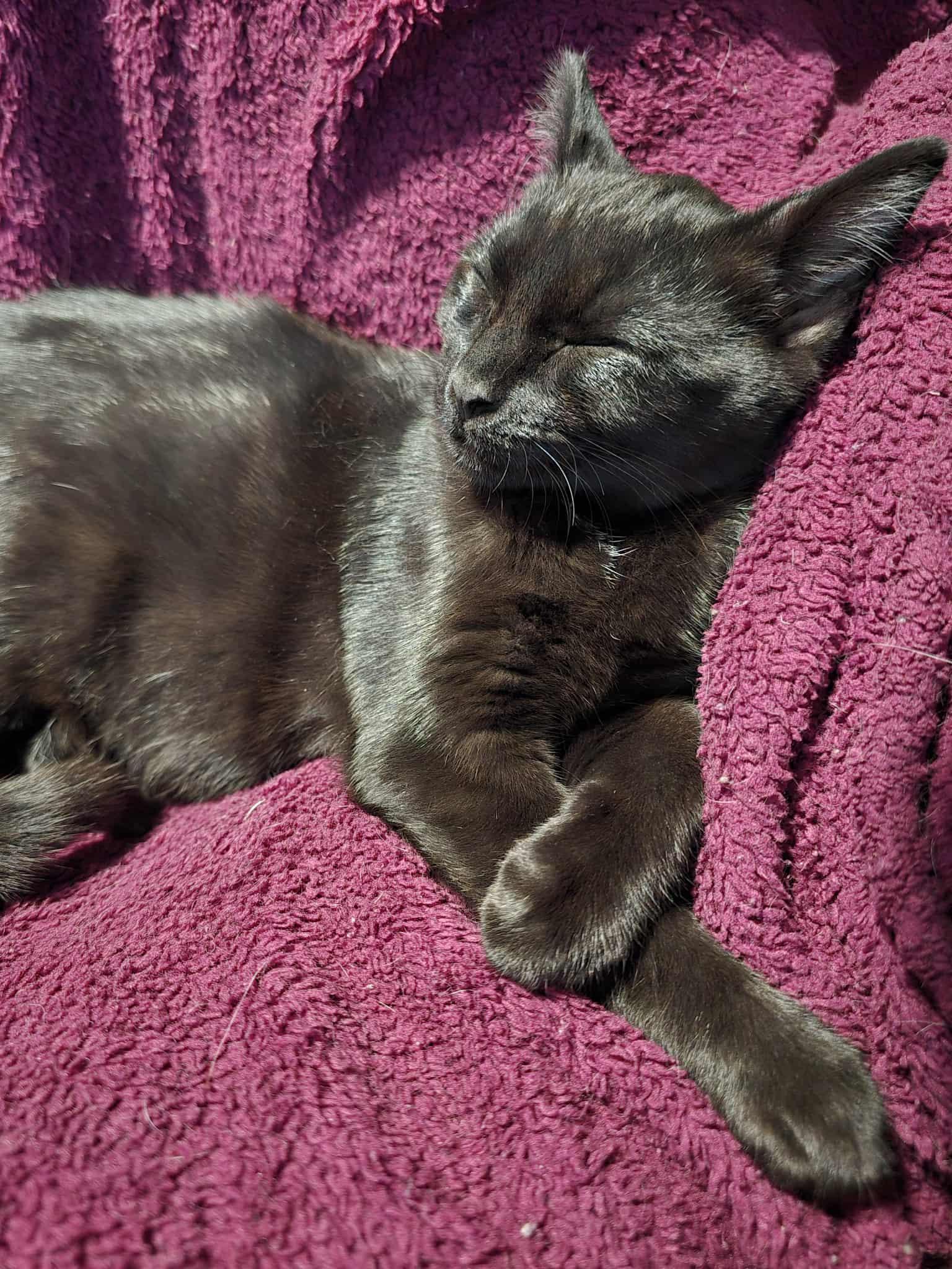 Ash, a Adoptable Domestic Short Hair in West Richland, WA image 1/5