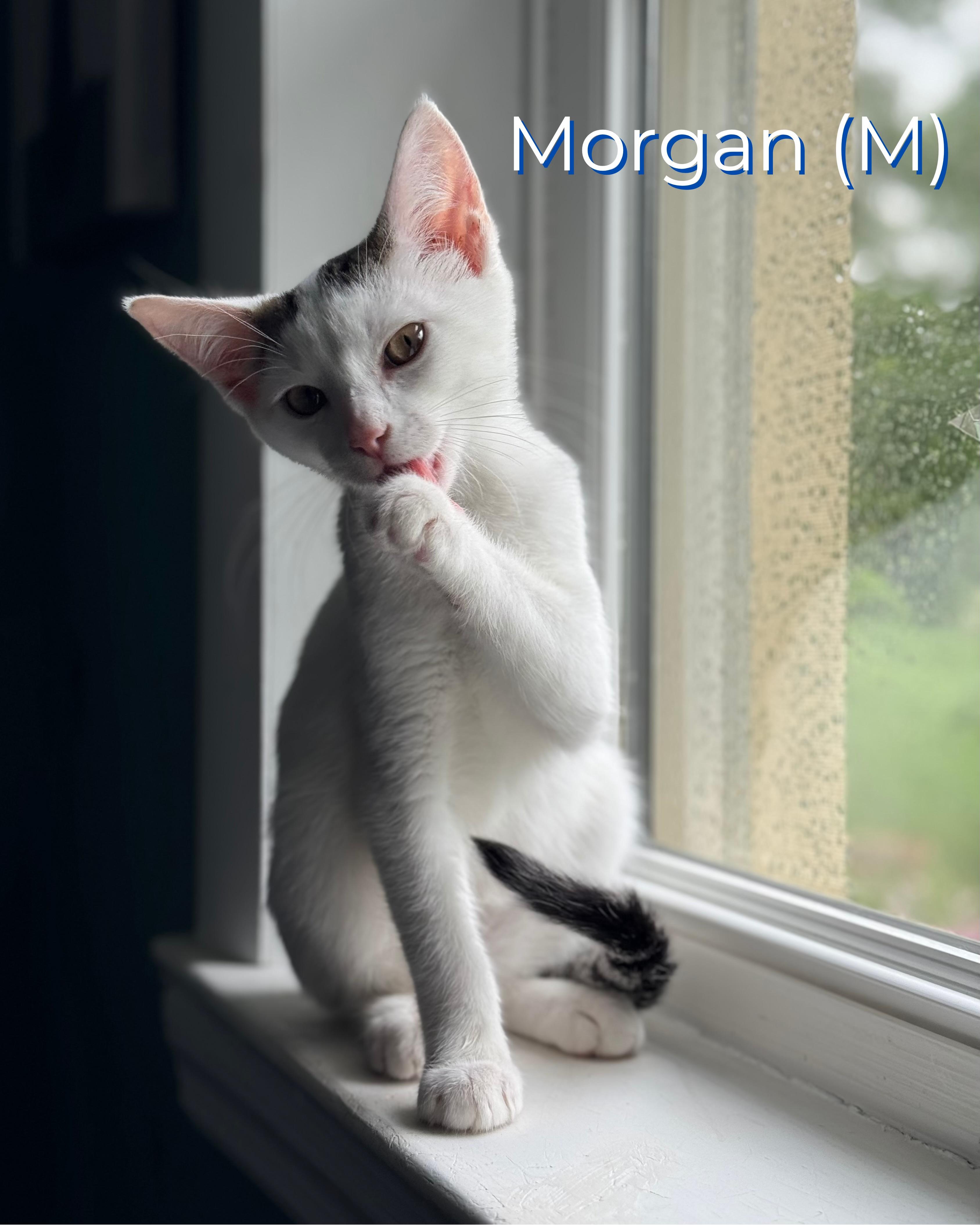 Morgan, Adoptable, Kitten Male Domestic Short Hair.