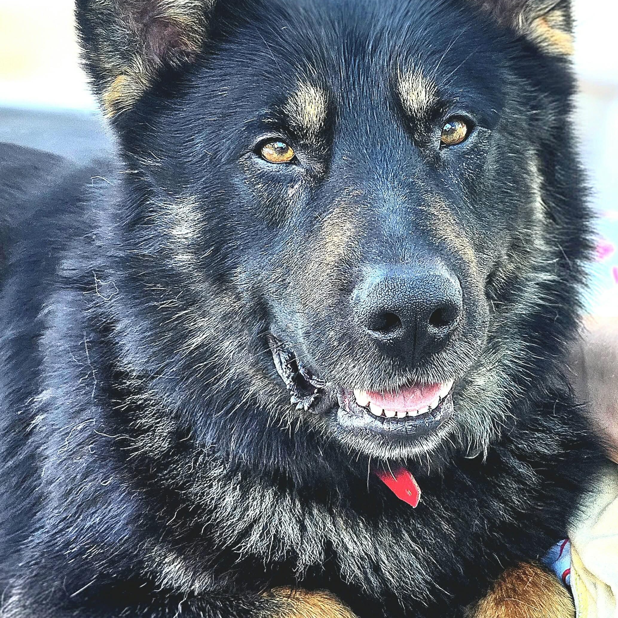 Enlarge Badger, an adoptable mixed breed in Brantford, ON image 1/5