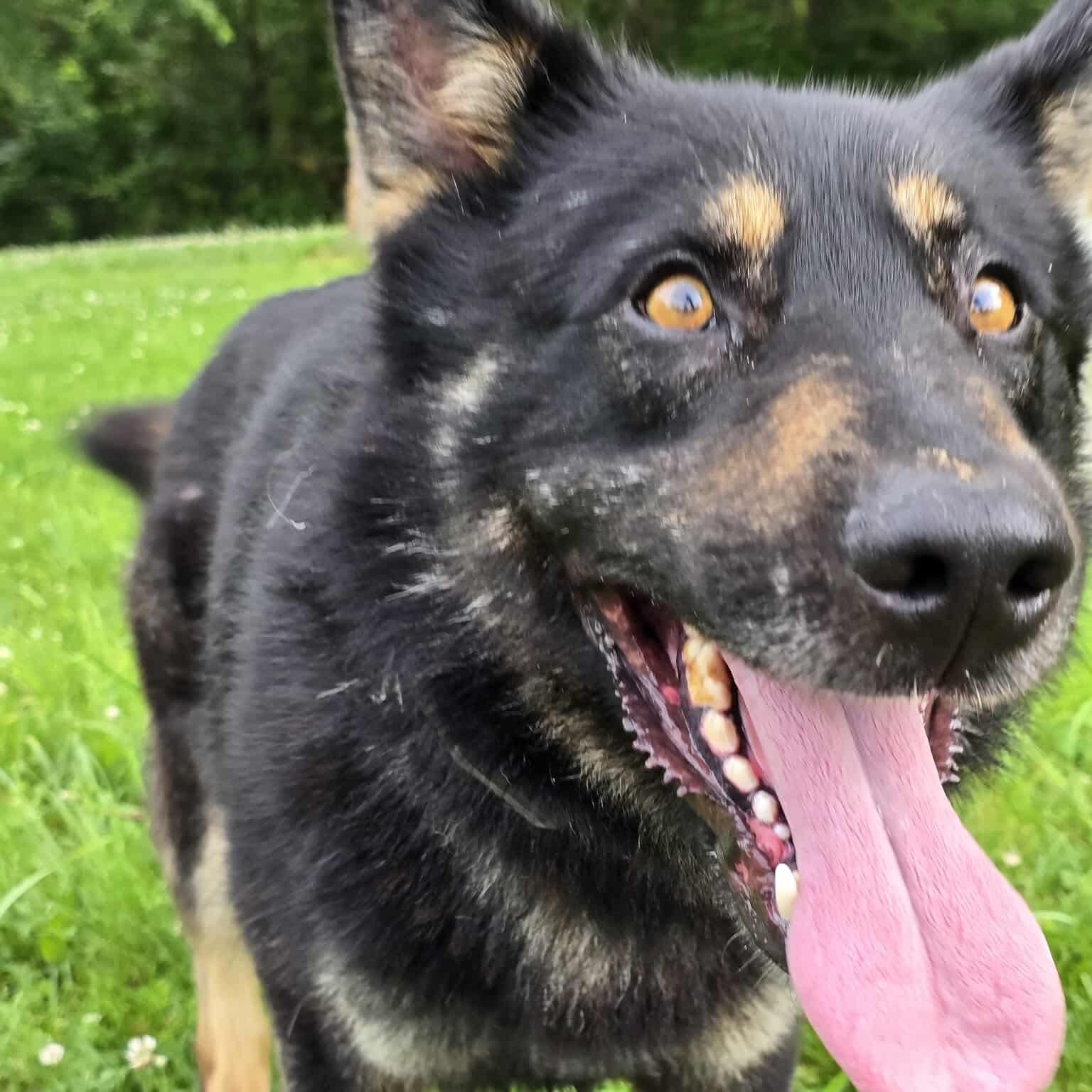 Enlarge Badger, an adoptable mixed breed in Brantford, ON image 2/5