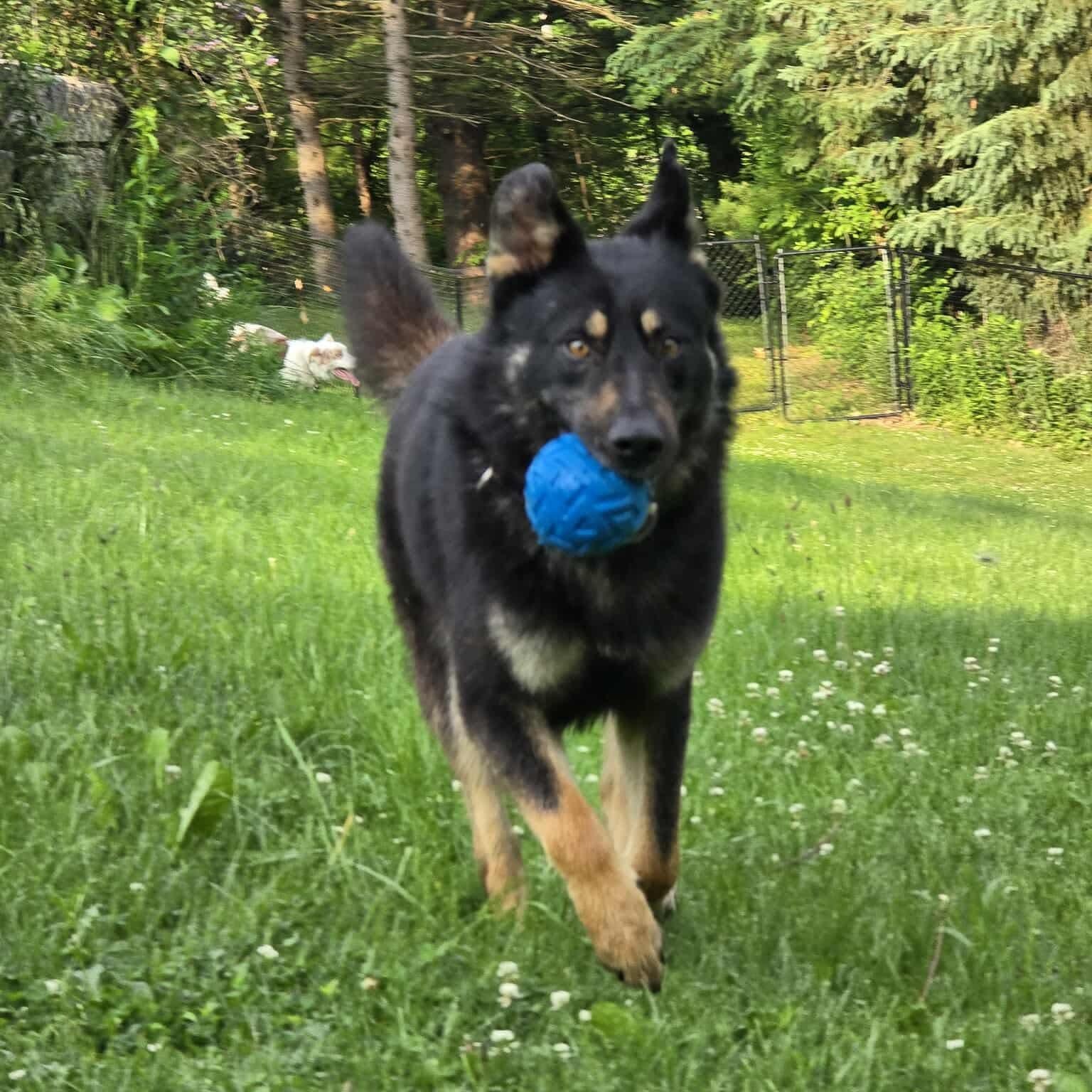 Enlarge Badger, an adoptable mixed breed in Brantford, ON image 4/5
