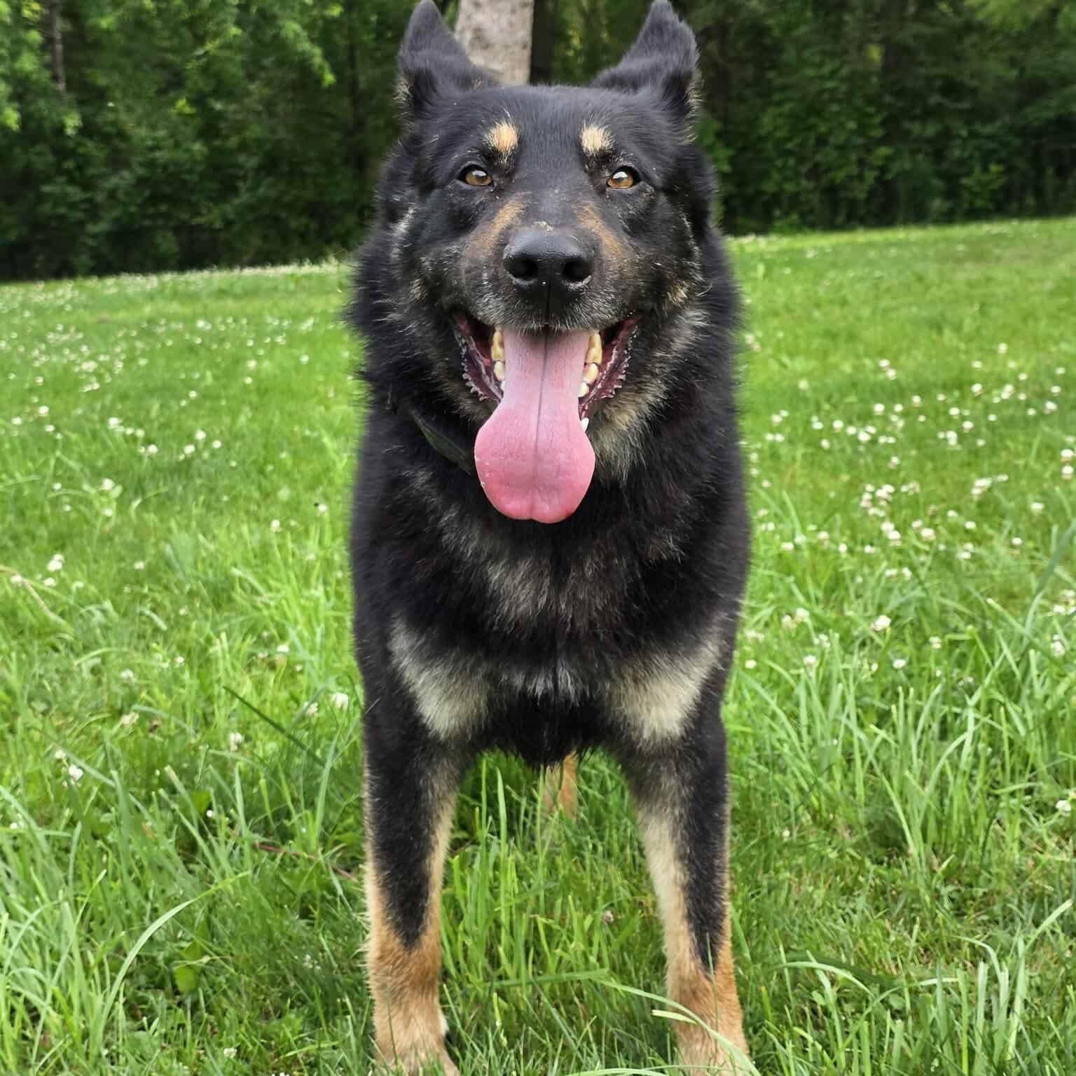Enlarge Badger, an adoptable mixed breed in Brantford, ON image 3/5