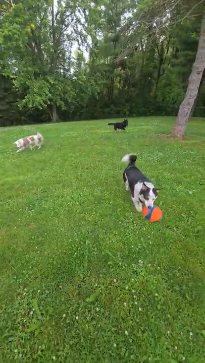 Enlarge Badger, an adoptable mixed breed in Brantford, ON video 5/5