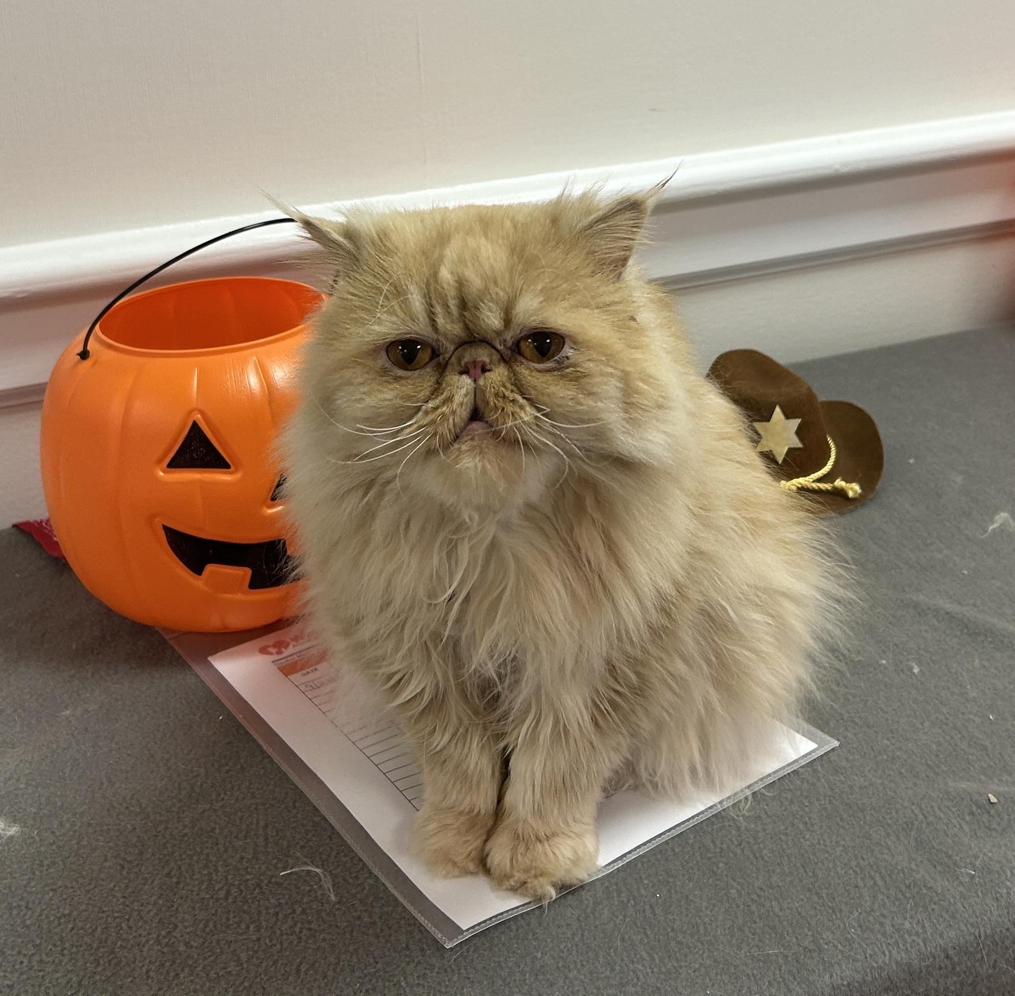 Enlarge Bob Billby, a Adoptable Persian in Albany, NY image 1/1