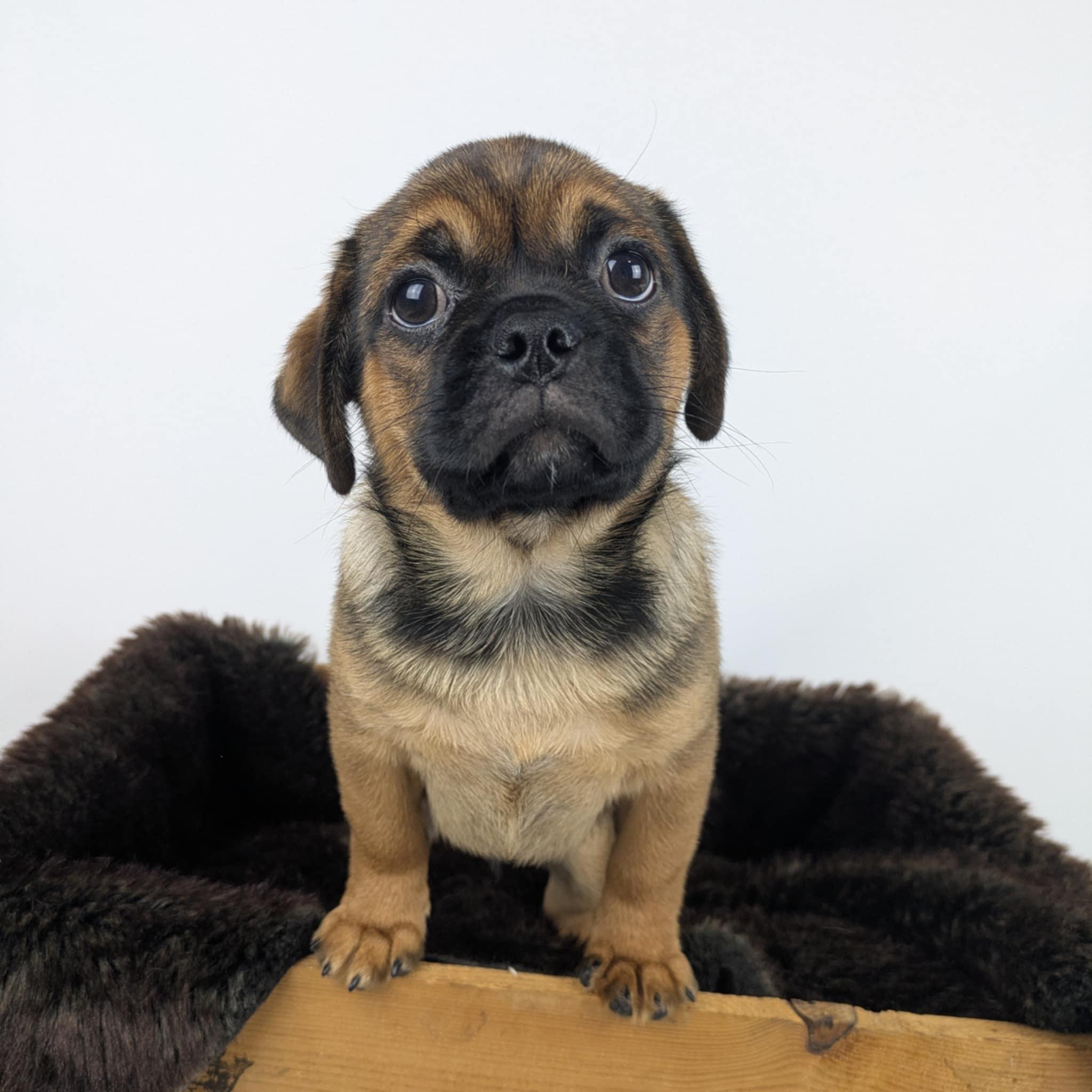 Darrin, adopted, Puppy Male Pug & Terrier.