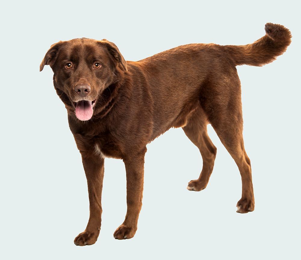 Ricky, Adoptable, Young Male Chocolate Labrador Retriever.