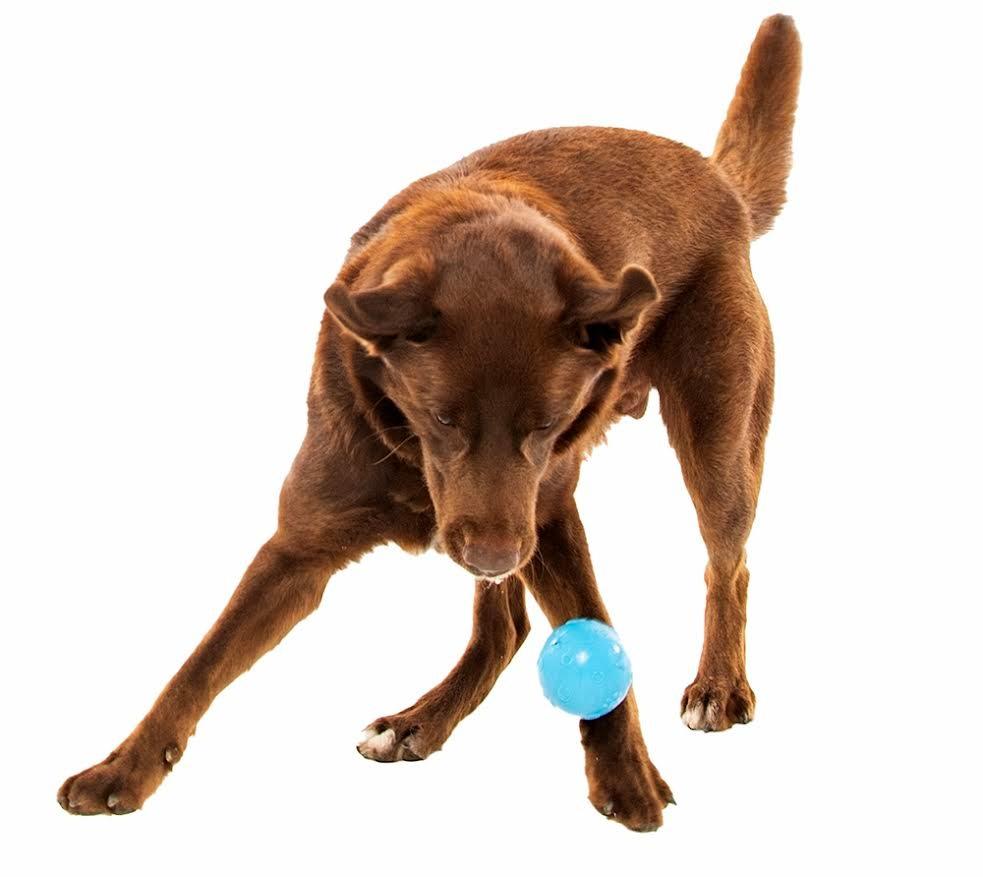 Enlarge Ricky, a Adoptable Chocolate Labrador Retriever in Crossville, TN image 2/6