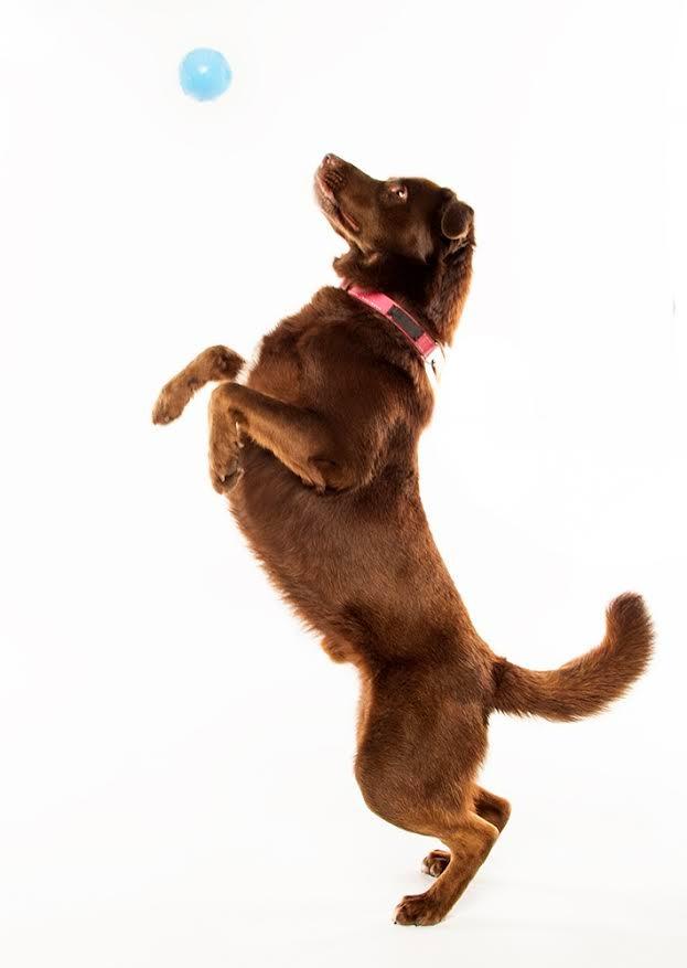 Enlarge Ricky, a Adoptable Chocolate Labrador Retriever in Crossville, TN image 3/6