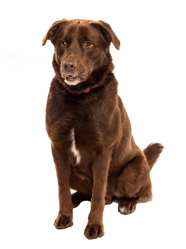 Enlarge Ricky, a Adoptable Chocolate Labrador Retriever in Crossville, TN image 4/6