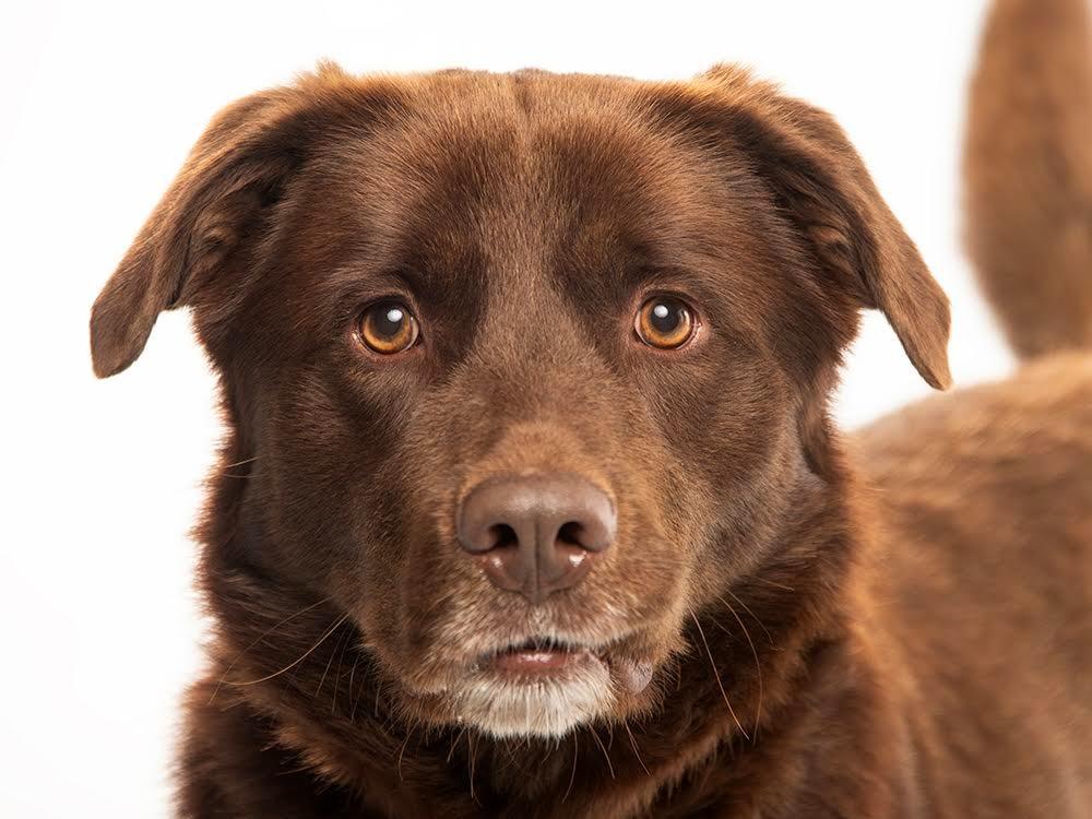 Enlarge Ricky, a Adoptable Chocolate Labrador Retriever in Crossville, TN image 5/6