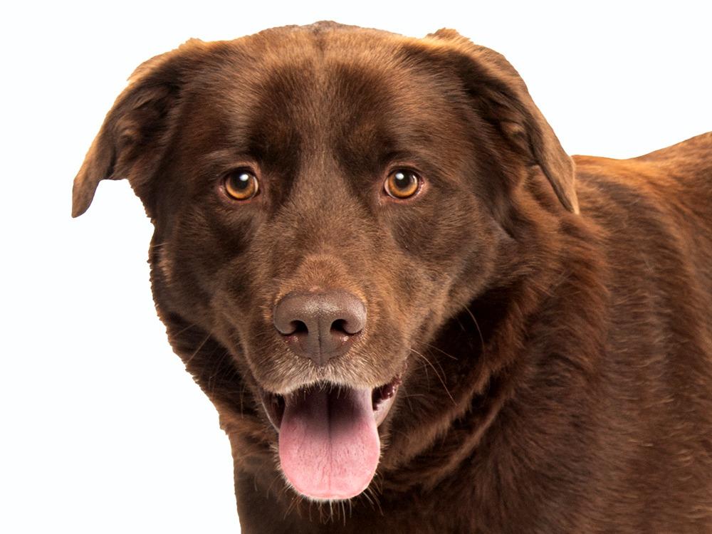 Enlarge Ricky, a Adoptable Chocolate Labrador Retriever in Crossville, TN image 6/6