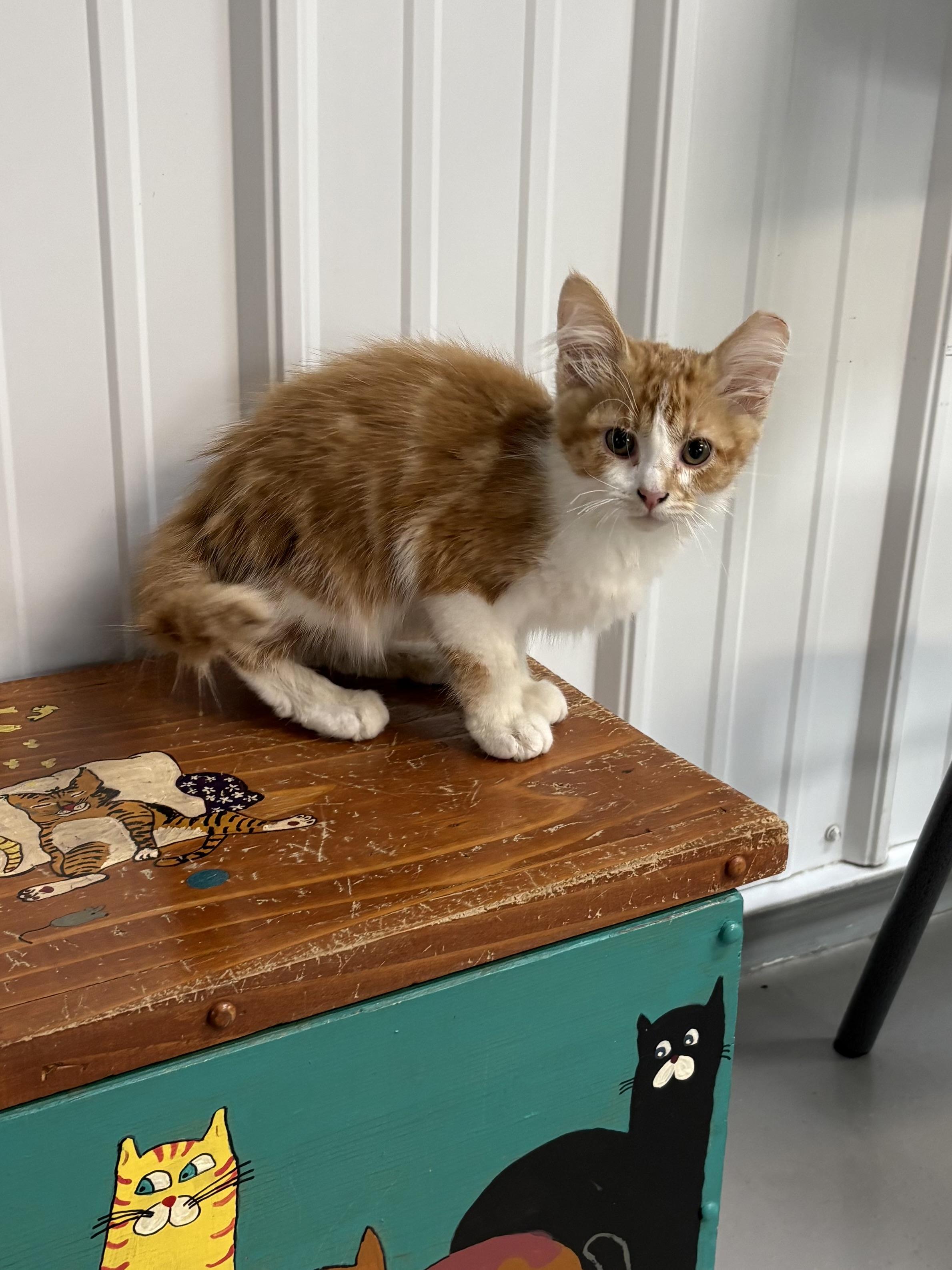 Enlarge Crush, a ADOPTABLE Domestic Medium Hair in Big Rapids, MI image 4/4