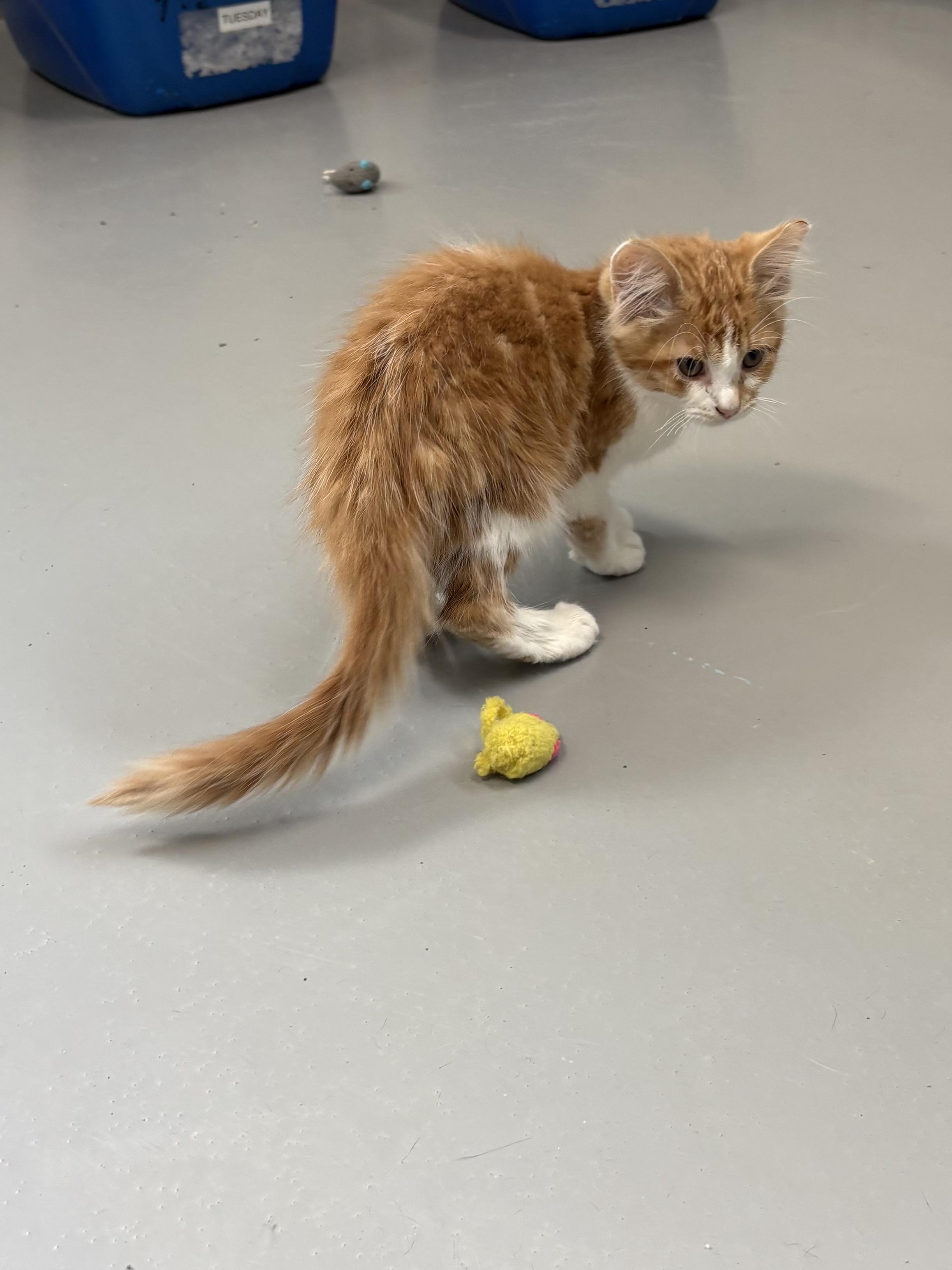 Enlarge Crush, a ADOPTABLE Domestic Medium Hair in Big Rapids, MI image 2/4