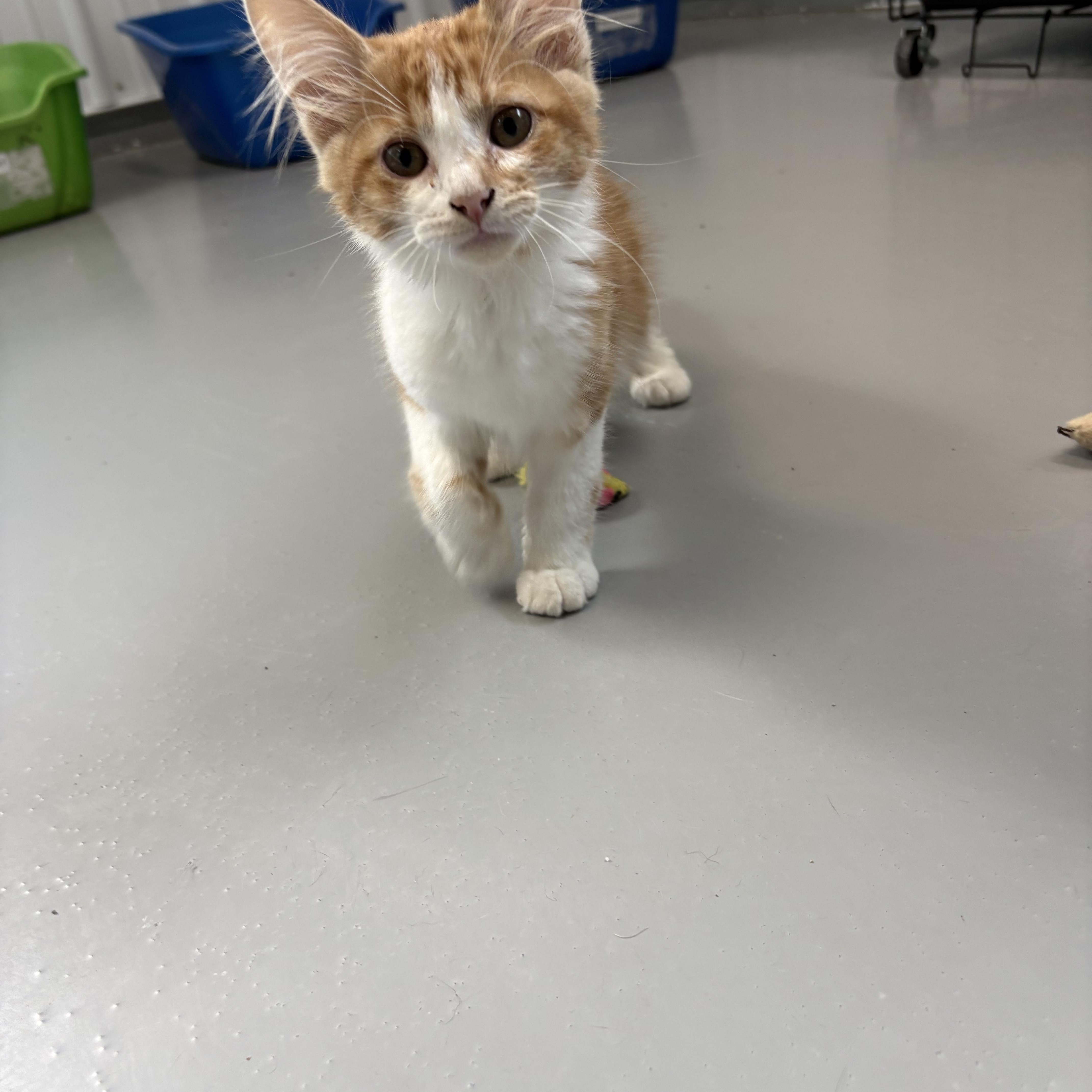 Crush, ADOPTABLE, Kitten Male Domestic Medium Hair.