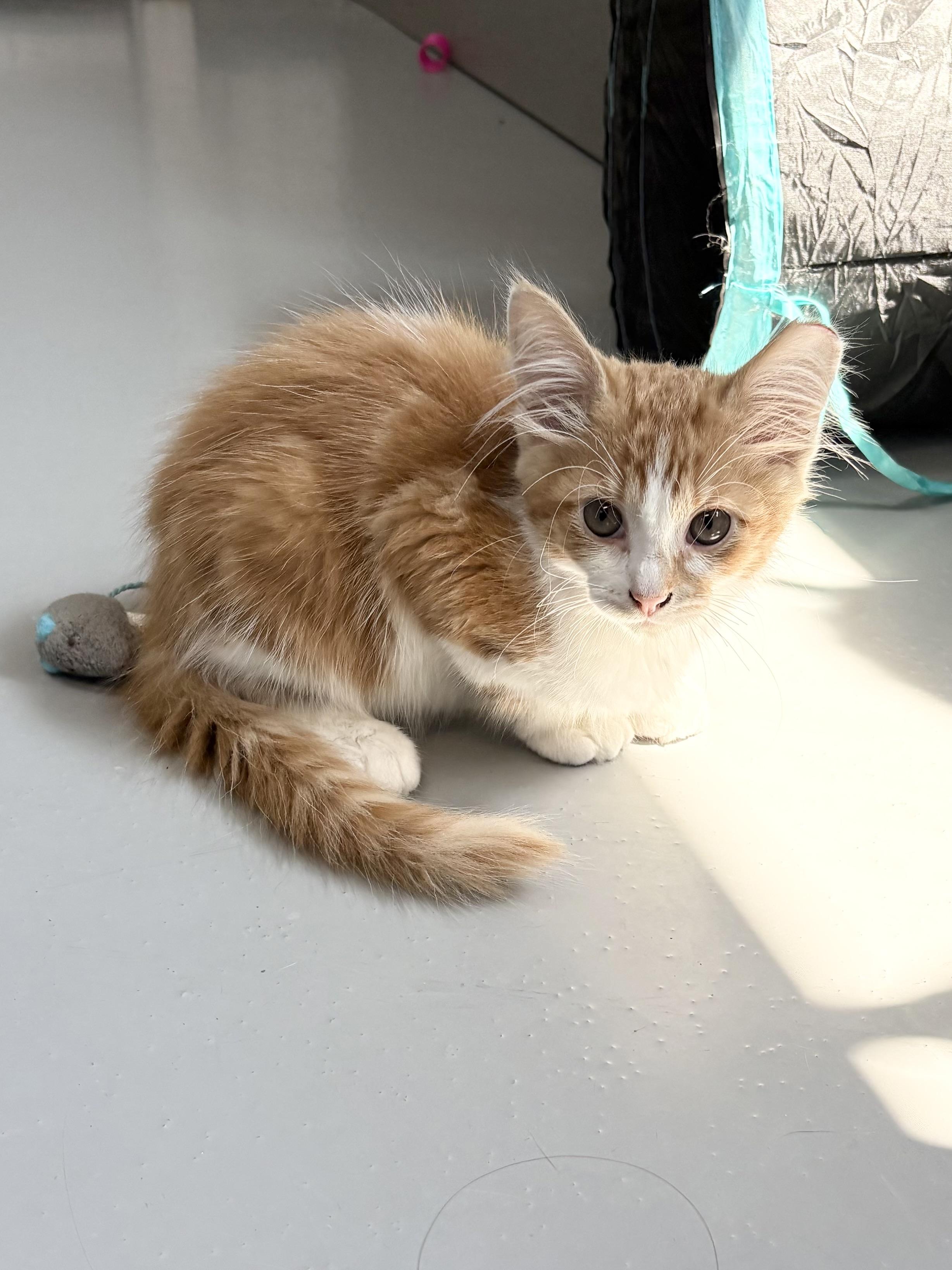 Enlarge Crush, a ADOPTABLE Domestic Medium Hair in Big Rapids, MI image 3/4