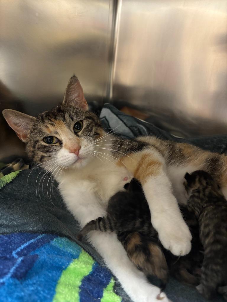 Frida, Adoptable, Young Female Domestic Short Hair.