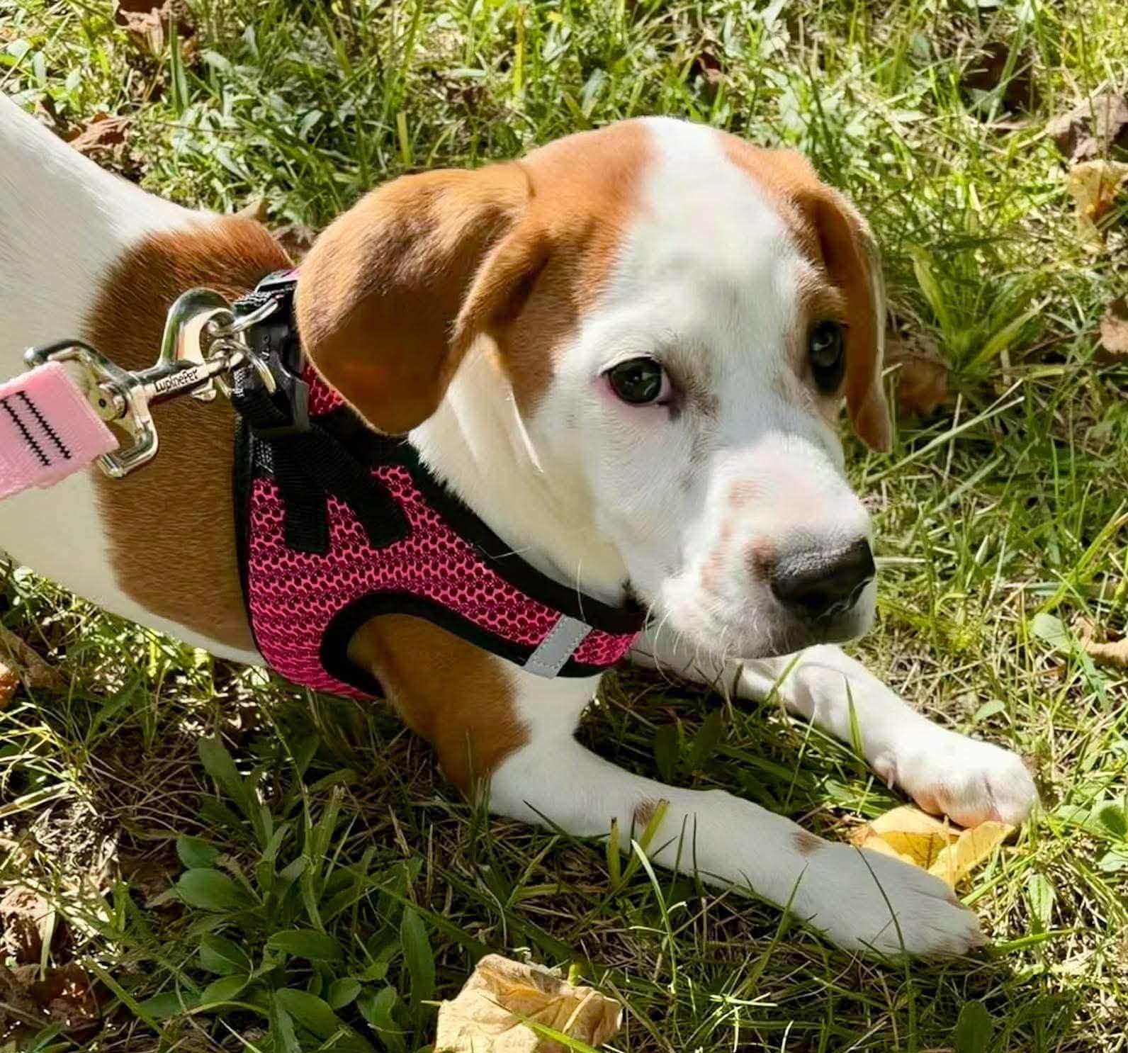 Enlarge Lilly, a Adoptable mixed breed in Falls Church, VA image 1/4