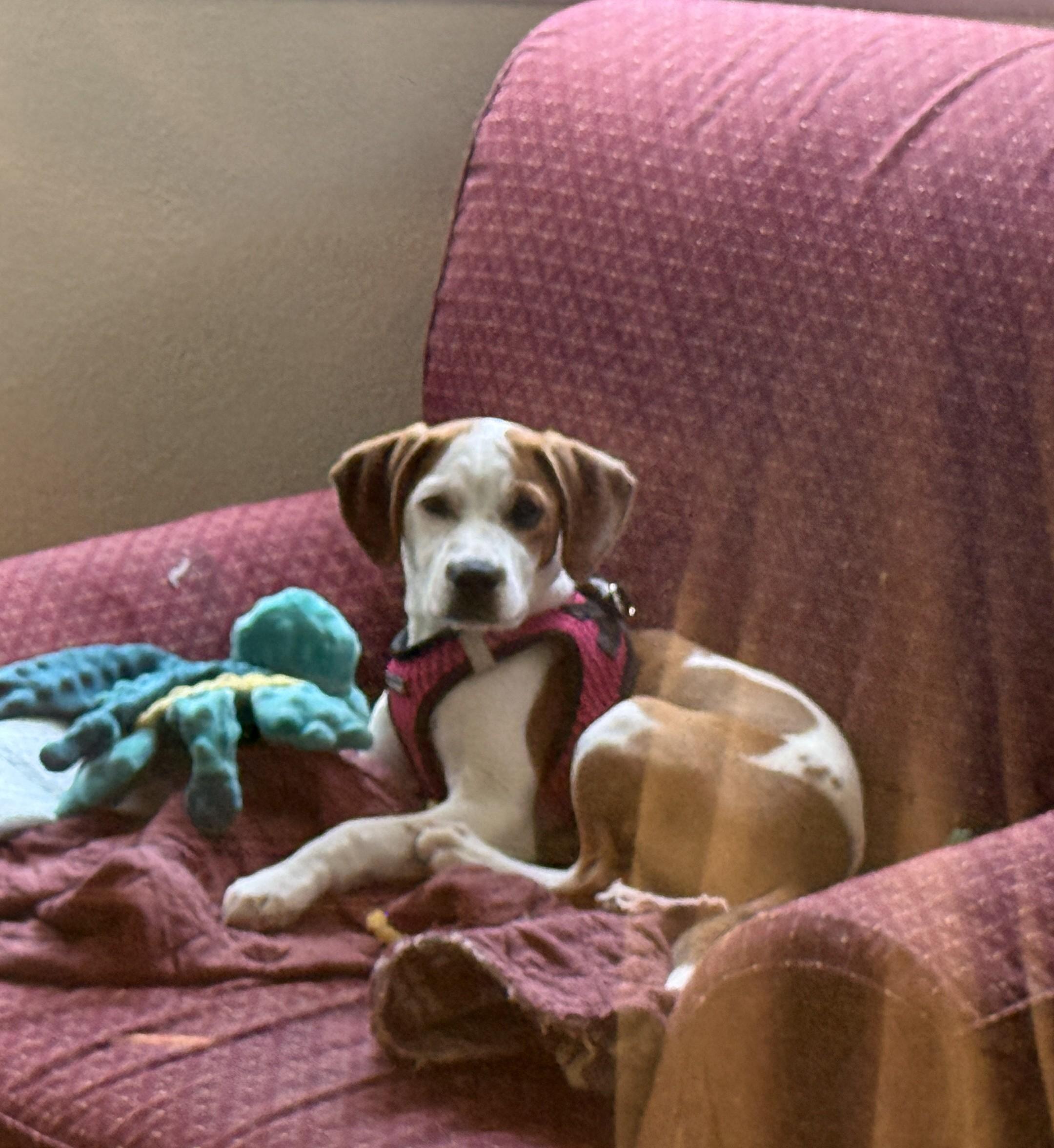 Enlarge Lilly, a Adoptable mixed breed in Falls Church, VA image 4/4